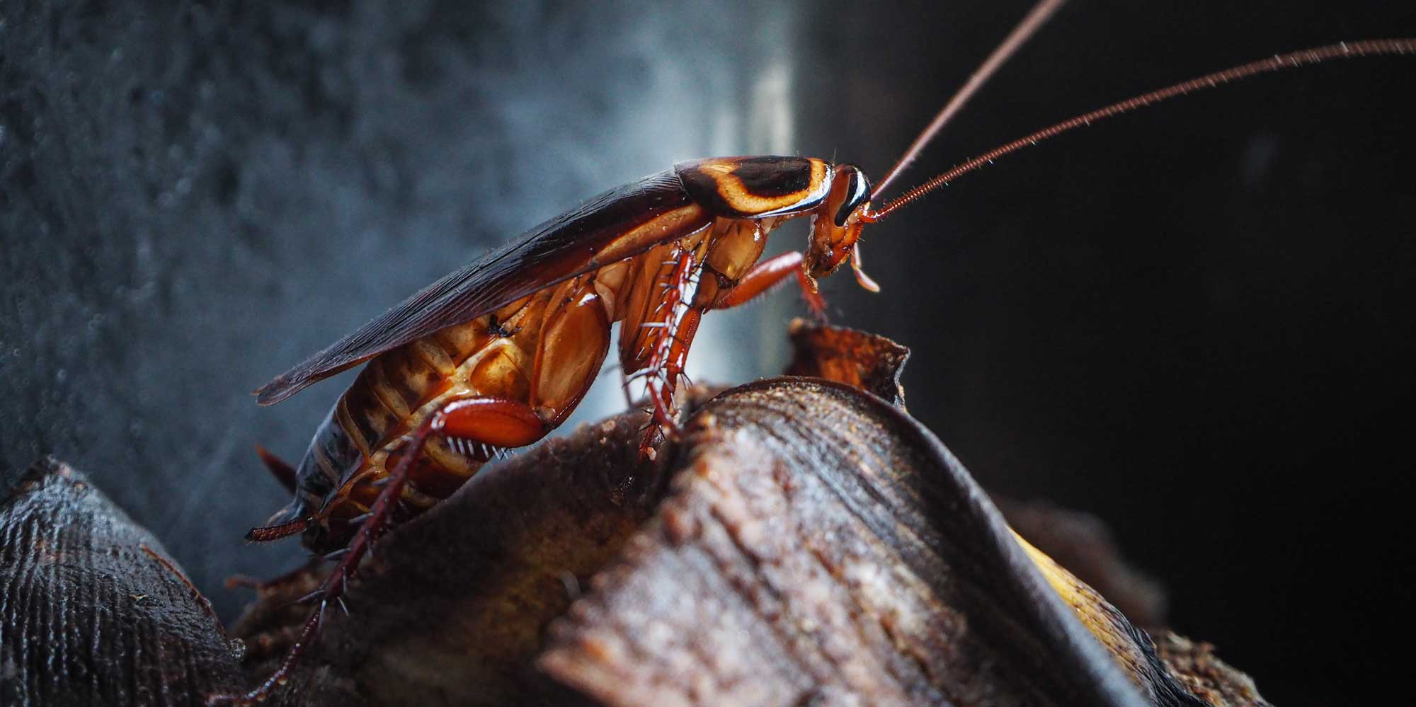 Cockroach Pest Control 24 Seven