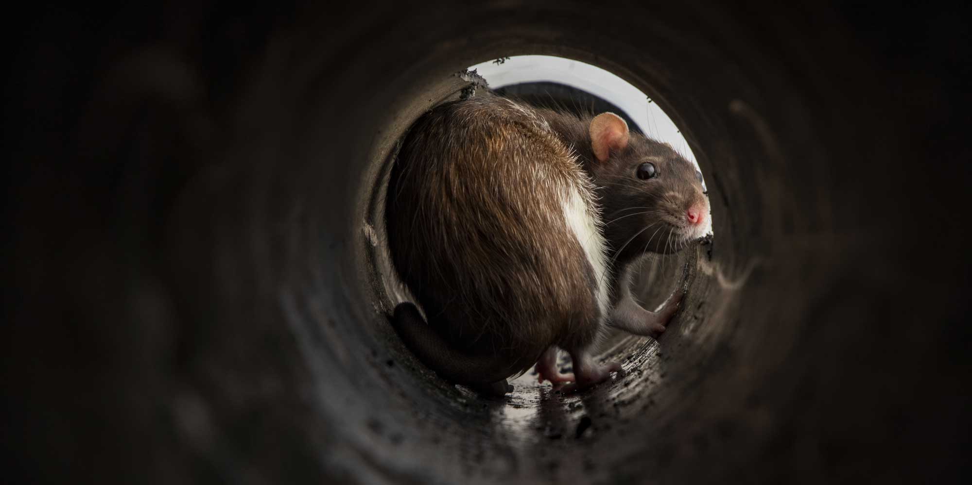 Rat Pest Control 24 Seven