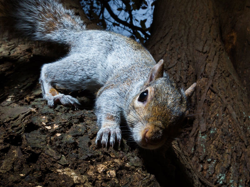 Squirrel Pest Control