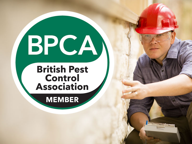 Pest Control Proofing