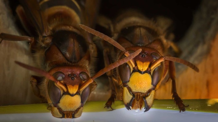 Wasp Season and Wasp Pest Control